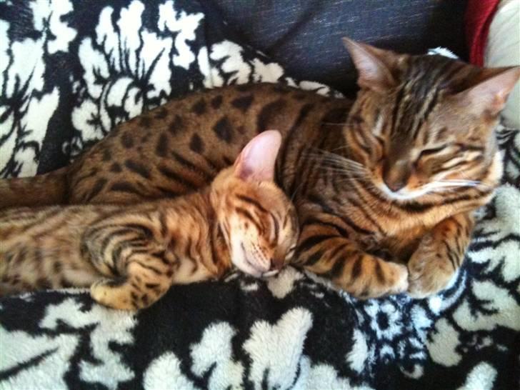 Bengal Danger After Dark - Danger passer op Gaia billede 10