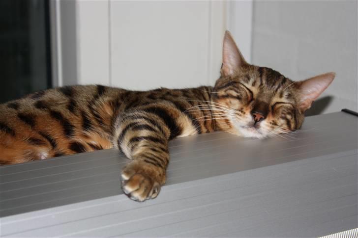 Bengal Danger After Dark - Man kan blive træt billede 11