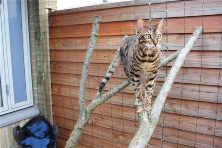 Bengal Danger After Dark - Ude og hygge billede 12