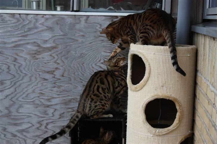 Bengal Danger After Dark - Skrid Tattoo hihi billede 13