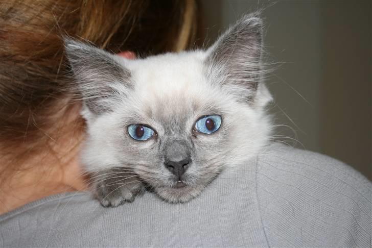 Ragdoll Nøvde Bøv billede 8