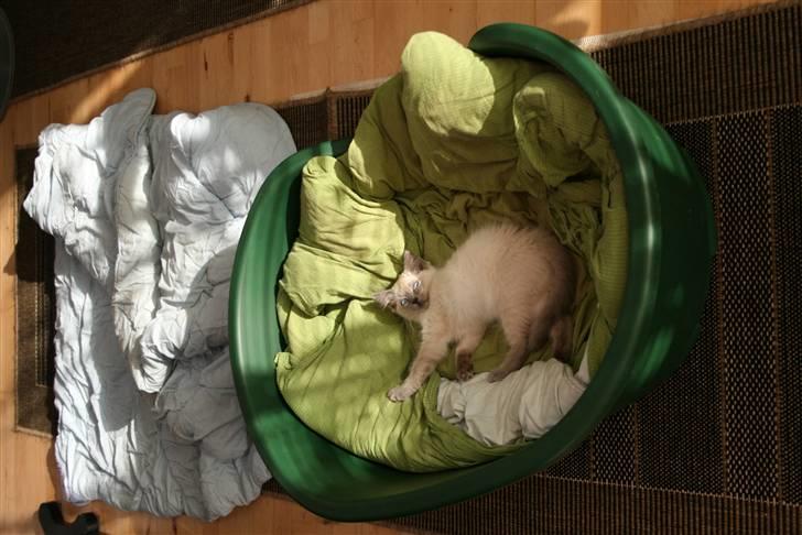 Ragdoll Nøvde Bøv billede 9