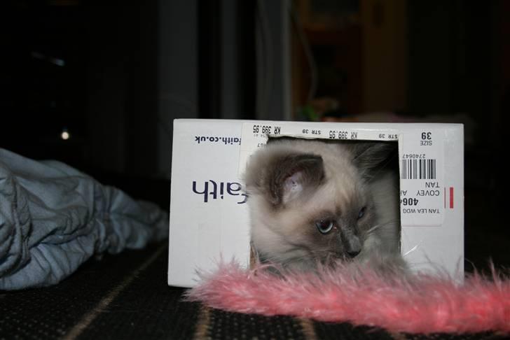 Ragdoll Nøvde Bøv billede 10