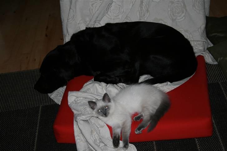 Ragdoll Nøvde Bøv billede 11