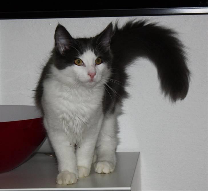 Norsk Skovkat Miss Ronski's Blue Baloo billede 8