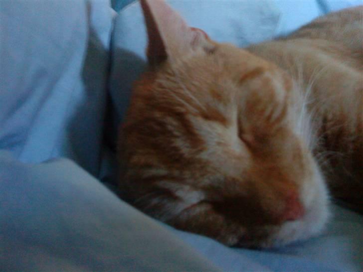 Huskat pivs billede 17