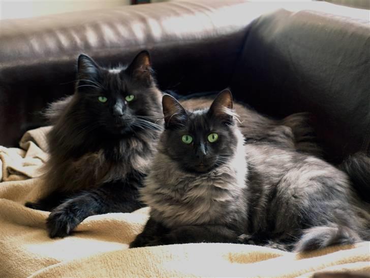 Norsk Skovkat DK Kaunas Dusty - Som søskende vi dele! Er de ikke smukke? :)  billede 20