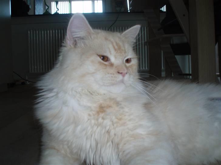 Blanding af racer Sigurd - Jeg er en lækker løvemis, og jeg ved det godt! billede 9