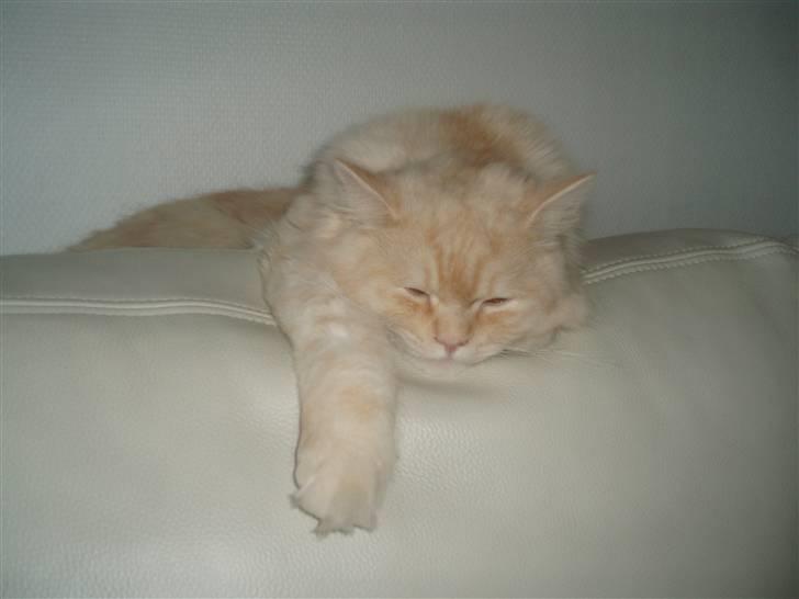 Blanding af racer Sigurd - Her ligger jeg vist rigtig godt ;o) billede 10