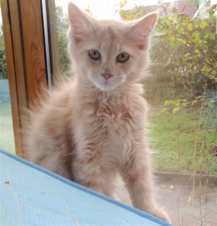 Blanding af racer Bella billede 11