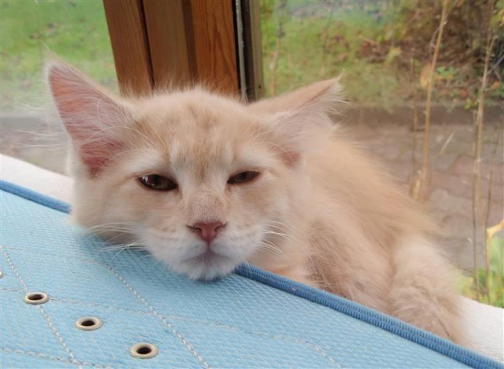 Blanding af racer Bella billede 12