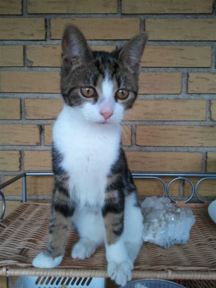 Huskat Maggie billede 5