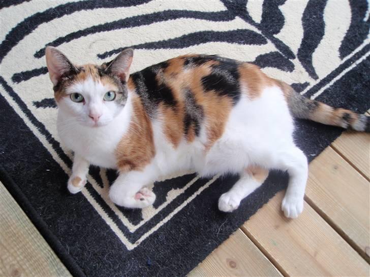 Huskat Sisse billede 2