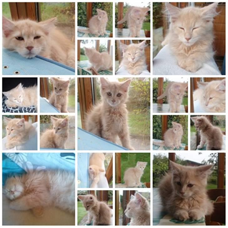 Blanding af racer Bella billede 13