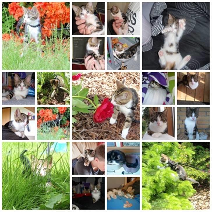 Huskat Maggie billede 18