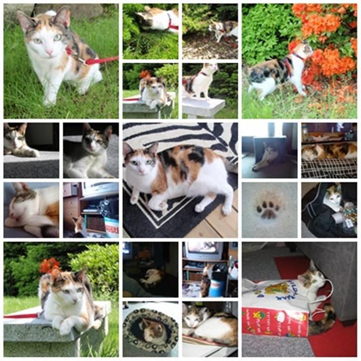 Huskat Sisse billede 19