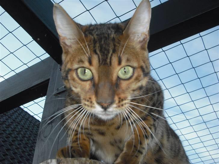 Bengal Jason billede 13