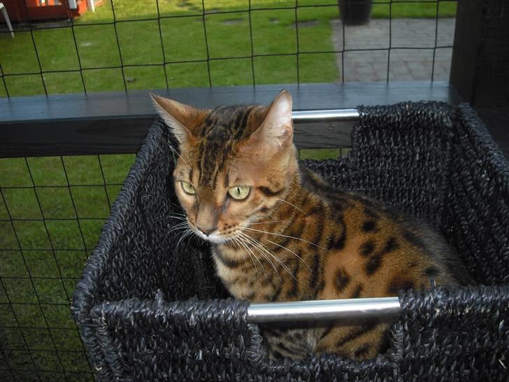 Bengal Jason billede 14