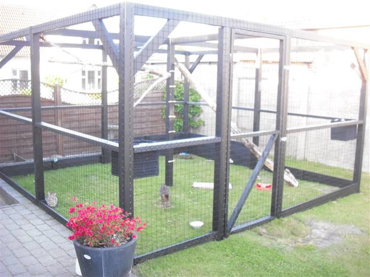 Bengal Jason billede 15