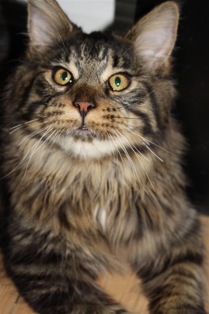 Maine Coon Hans-Christian billede 1