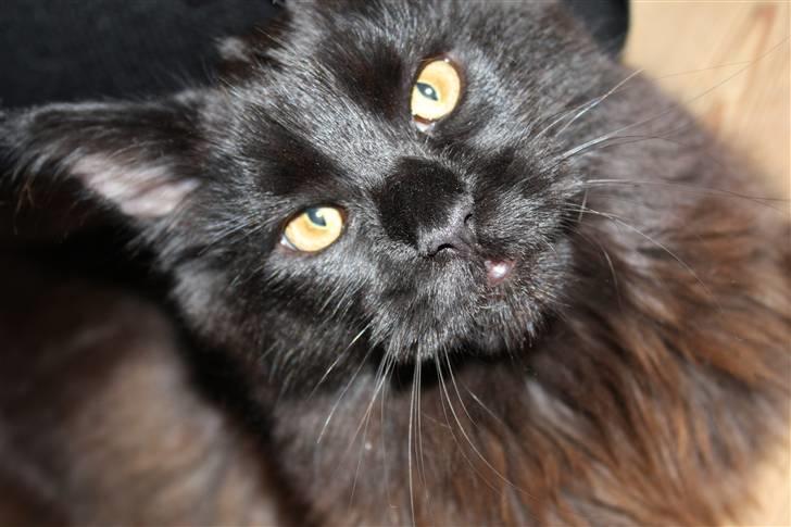 Maine Coon Martha billede 1