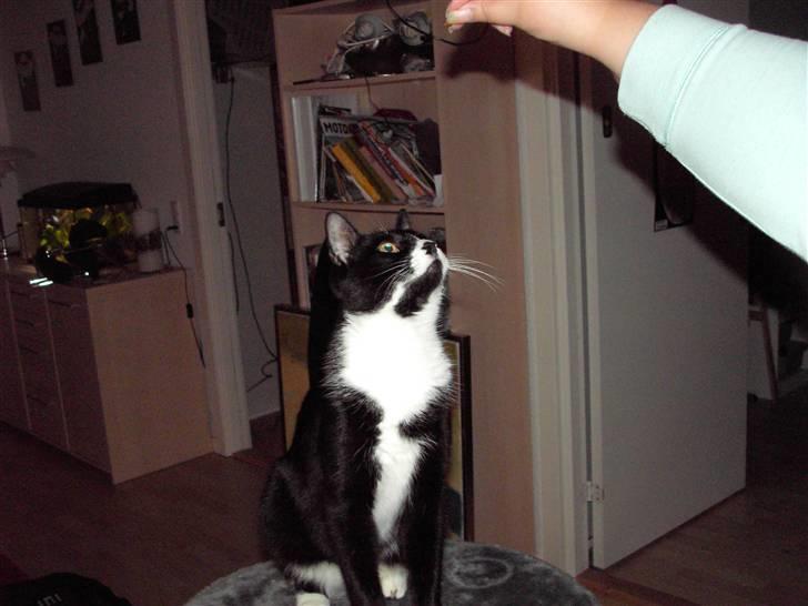 Blanding af racer Kiskat - Hov.. er det en godbid du har der.. til mig? billede 5