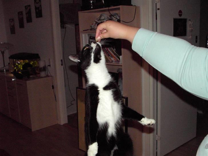 Blanding af racer Kiskat - Kan vist nå den hvis jeg gør mig lang... billede 6