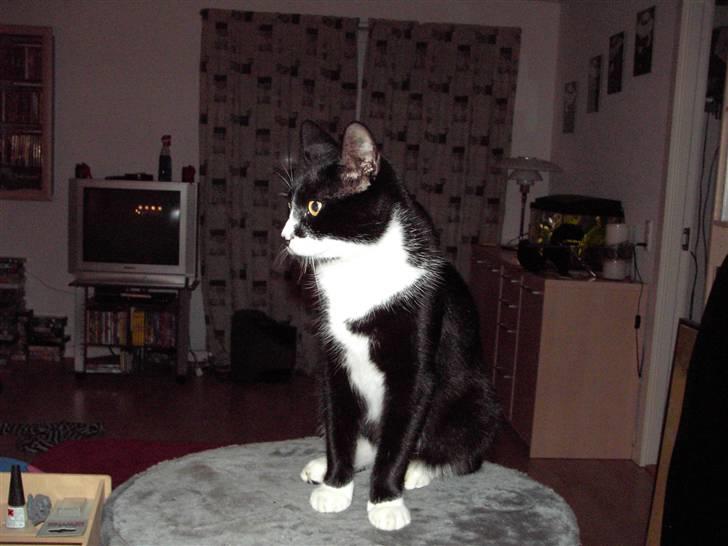 Blanding af racer Kiskat - Dejlige kiskat:) billede 7