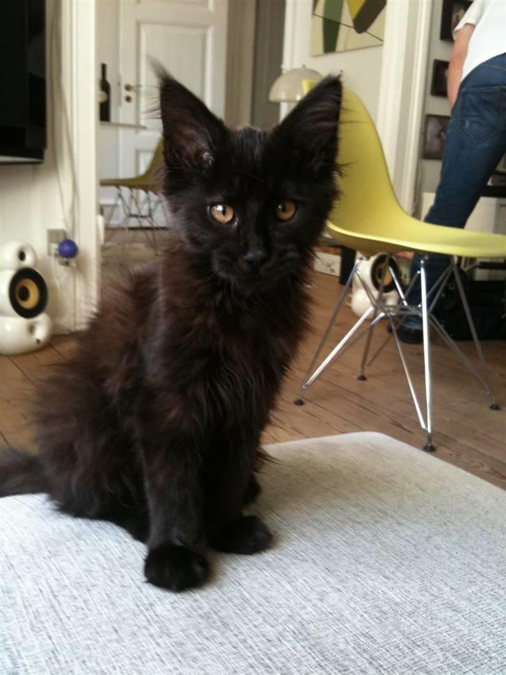 Maine Coon Martha billede 2