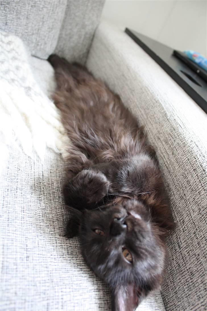 Maine Coon Martha billede 3