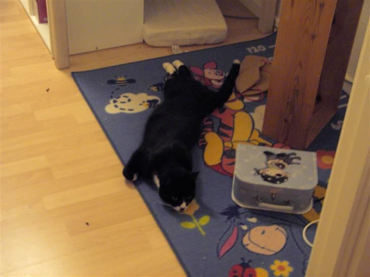 Blanding af racer Kiskat billede 8