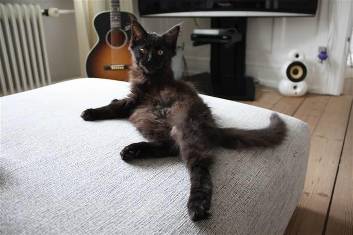 Maine Coon Martha billede 4