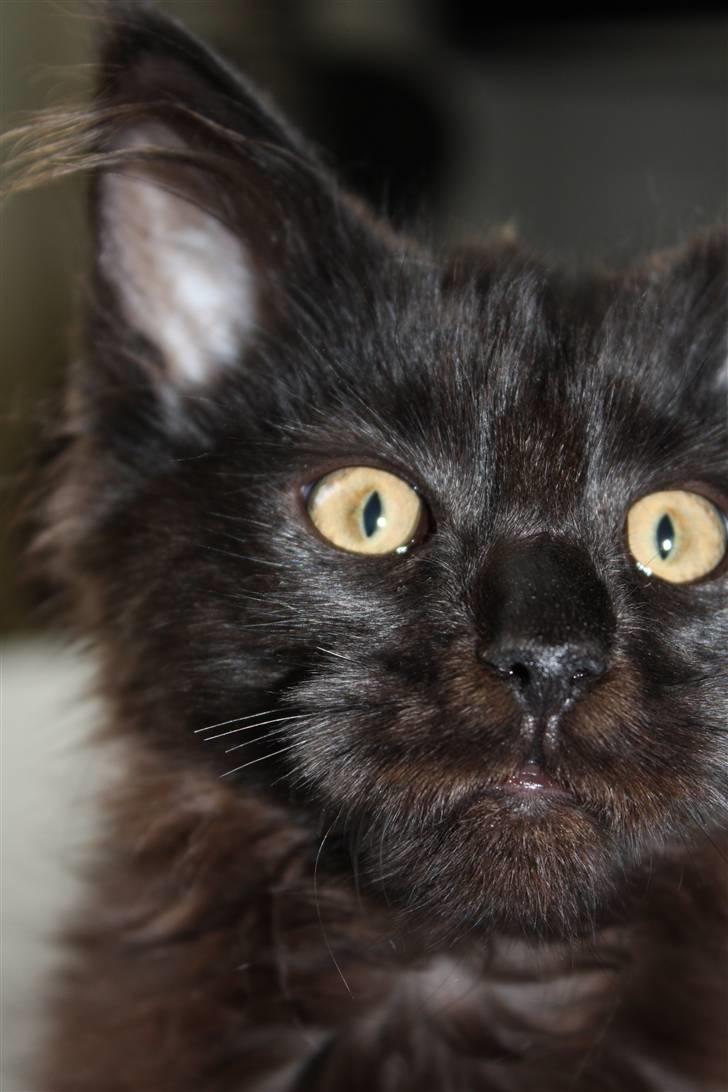 Maine Coon Martha billede 5