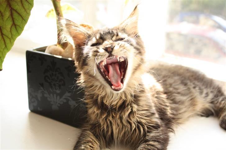 Maine Coon Hans-Christian billede 2