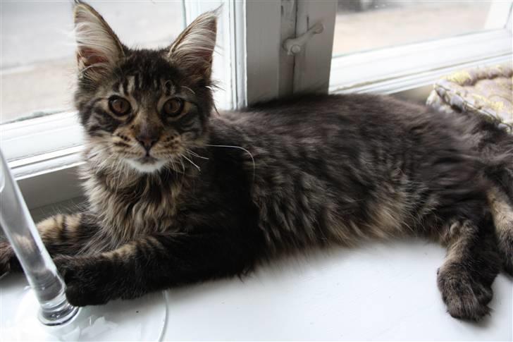 Maine Coon Hans-Christian billede 3