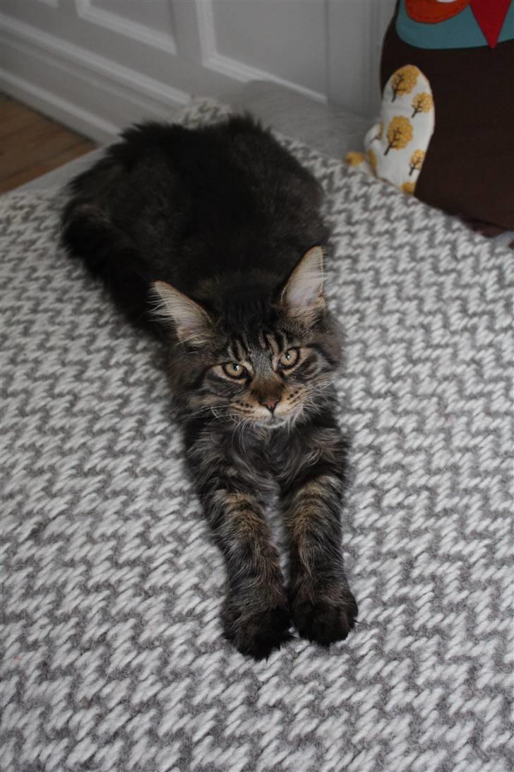 Maine Coon Hans-Christian billede 4