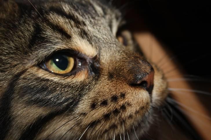 Maine Coon Hans-Christian billede 5