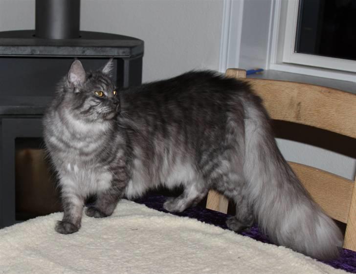 Maine Coon Frida *Flyttet* - 25.03.11. 9 mdr. gammel. billede 1