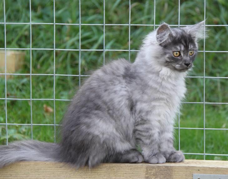 Maine Coon Frida *Flyttet* billede 3