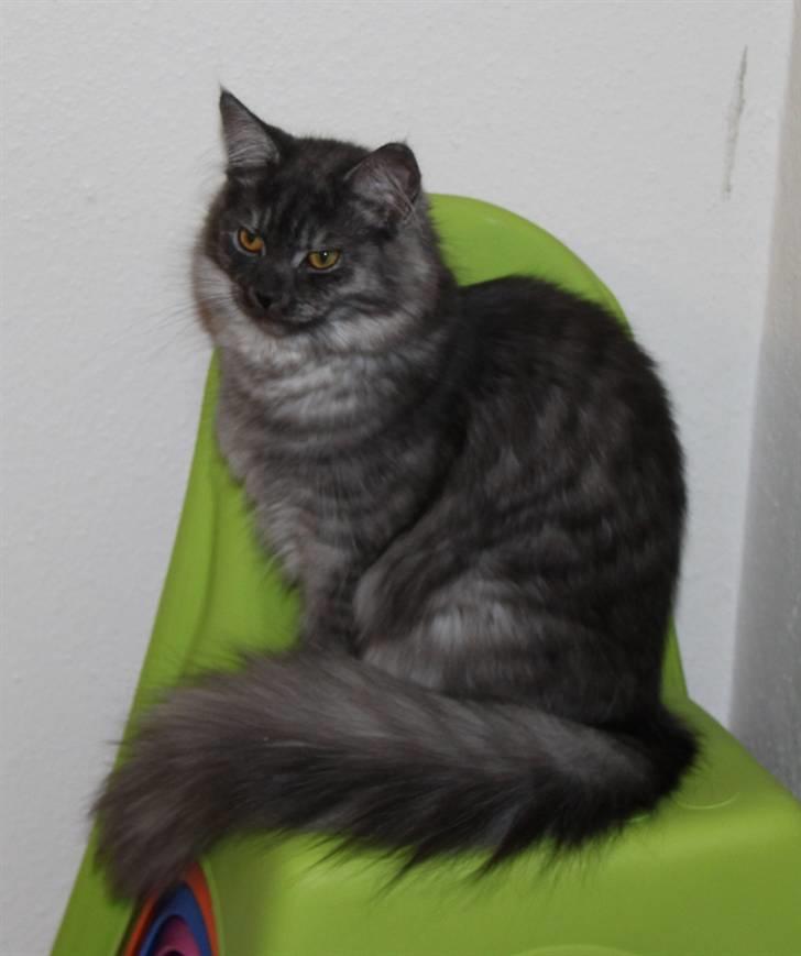 Maine Coon Frida *Flyttet* - 16.01.11. Knap 7 mdr. billede 4
