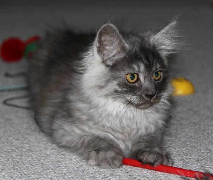 Maine Coon Frida *Flyttet* billede 5