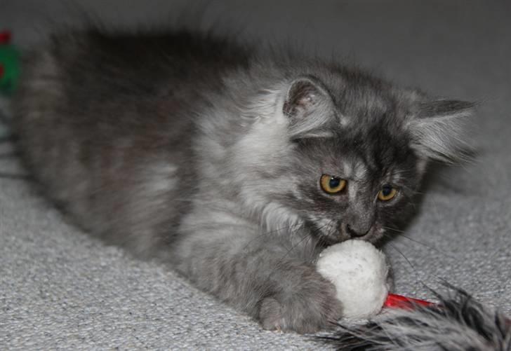 Maine Coon Frida *Flyttet* billede 6