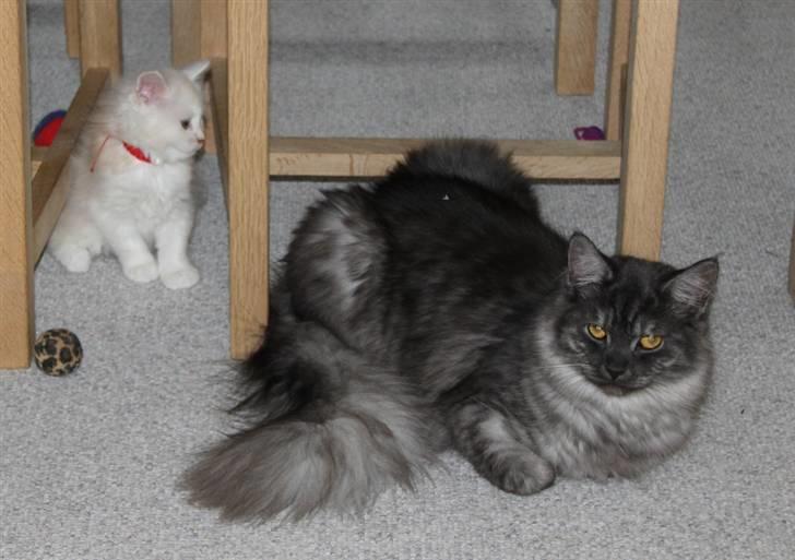 Maine Coon Frida *Flyttet* - 04.03.11. Ca. 8 ½ mdr. gammel <3 billede 8