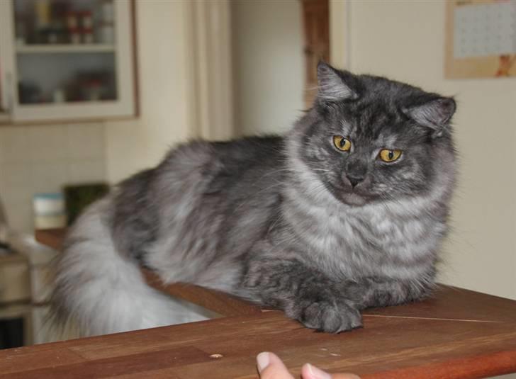 Maine Coon Frida *Flyttet* - 20.03.11. Ca. 9 mdr. gammel. billede 10