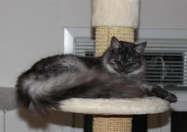 Maine Coon Frida *Flyttet* - 11.03.11. Ca. 8 ½ mdr. gammel <3 billede 11
