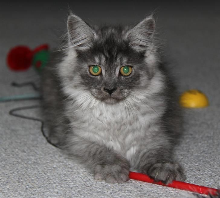 Maine Coon Frida *Flyttet* billede 12