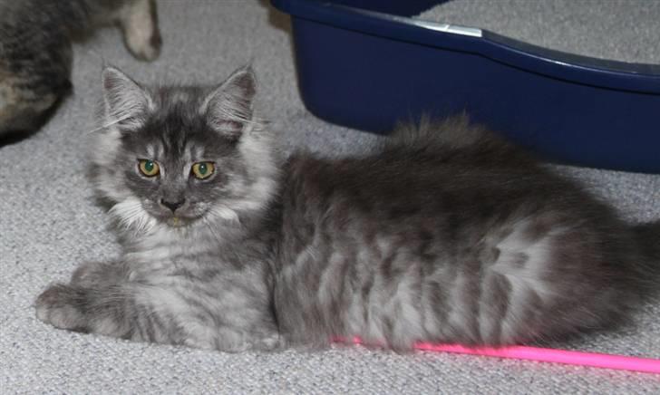 Maine Coon Frida *Flyttet* billede 13