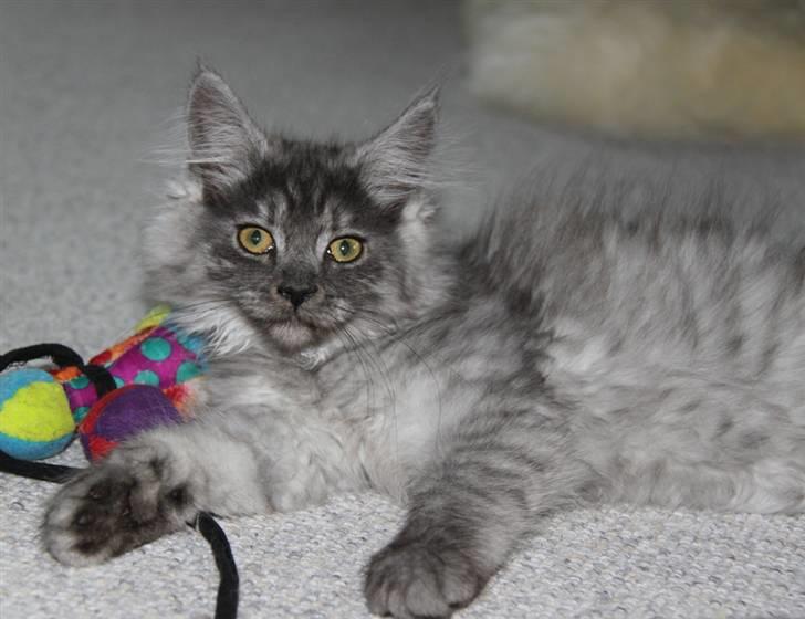 Maine Coon Frida *Flyttet* billede 14