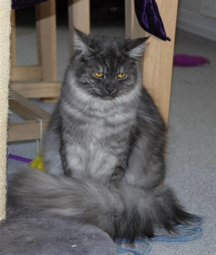 Maine Coon Frida *Flyttet* - 25.03.11. Ca. 9 mdr. gammel <3 billede 15