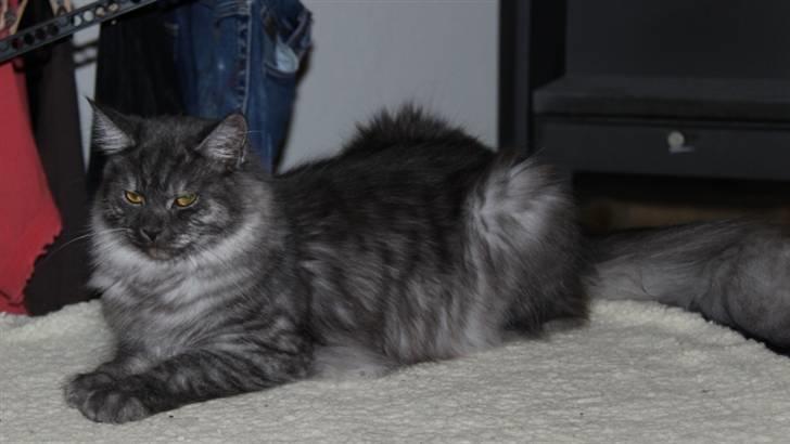 Maine Coon Frida *Flyttet* - 25.03.11. Ca. 9 mdr. gammel. billede 16